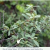 satyrium acaciae abdominalis hostplant1